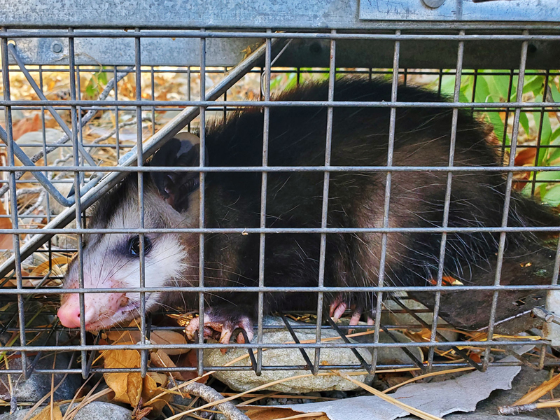 Opossum Trapping