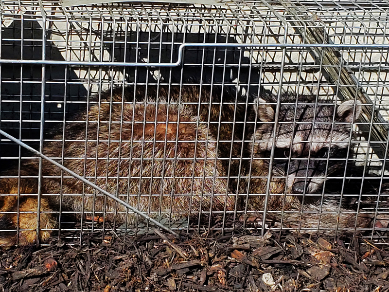 Raccoon Trapping