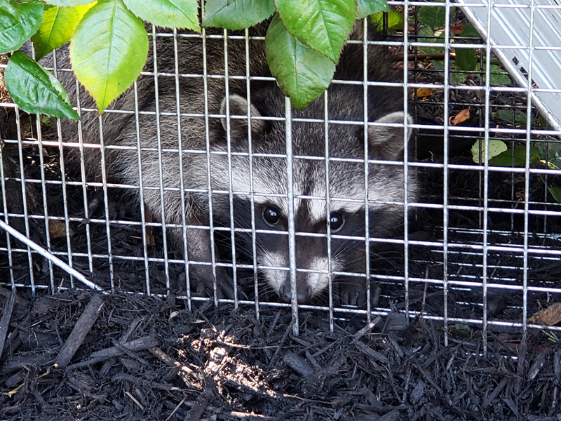 Nuisance Raccoons