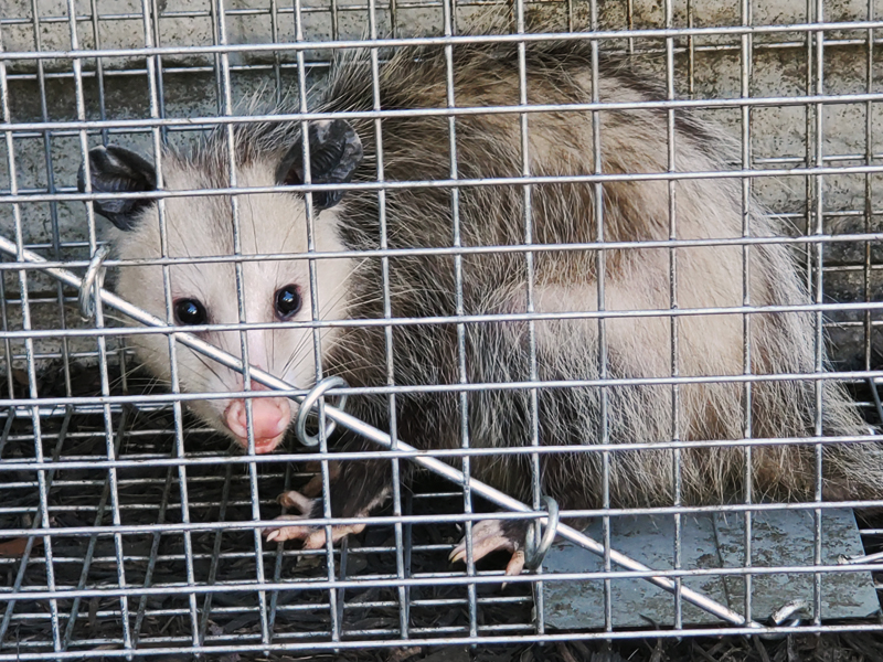 Live Trapping for Opossums